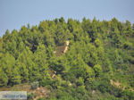 Beboste berghellingen Koutsouri Skiathos foto 1