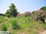 Beschermd gebied Koukounaries - Skiathos - foto 6